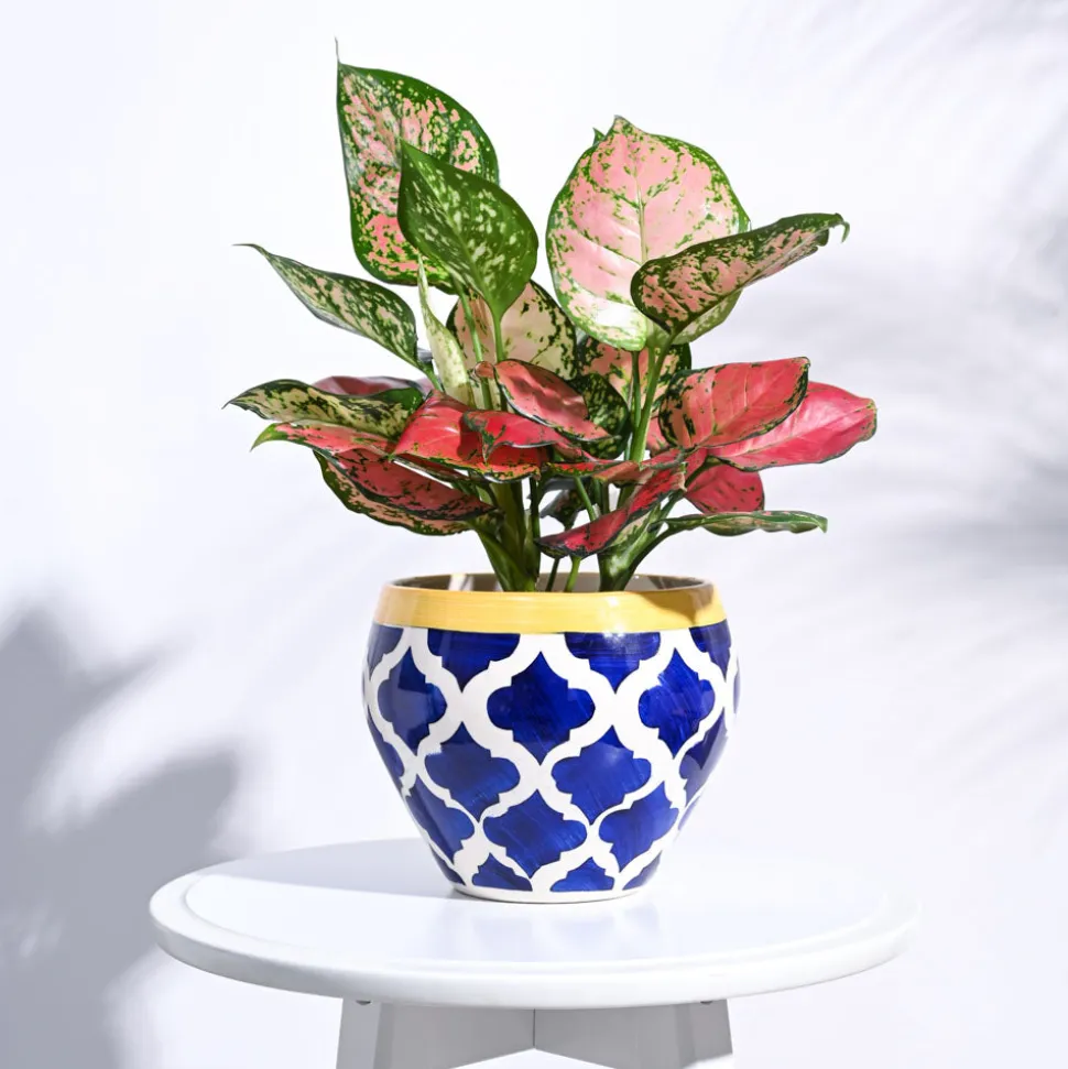 Apple Ceramic Pot (6.6 Inch Diameter)