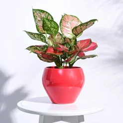 Apple Ceramic Pot (6.6 Inch Diameter)