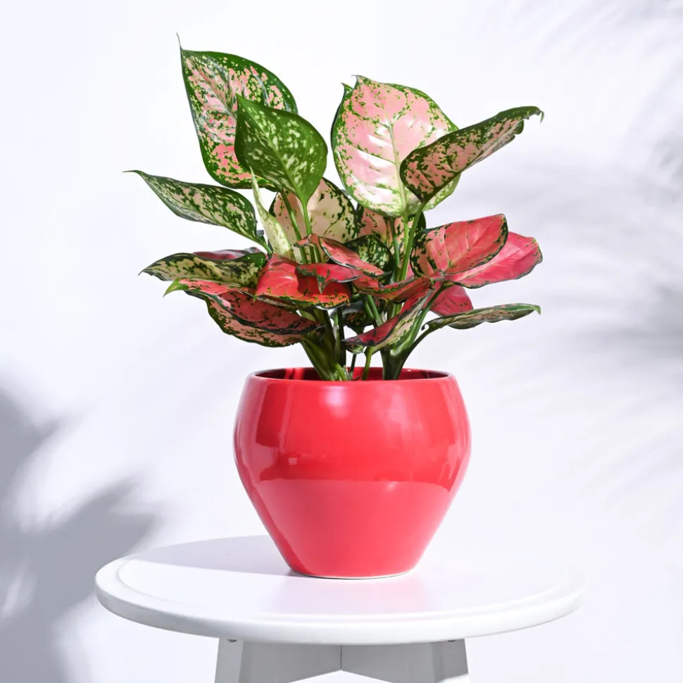 Apple Ceramic Pot (6.6 Inch Diameter)