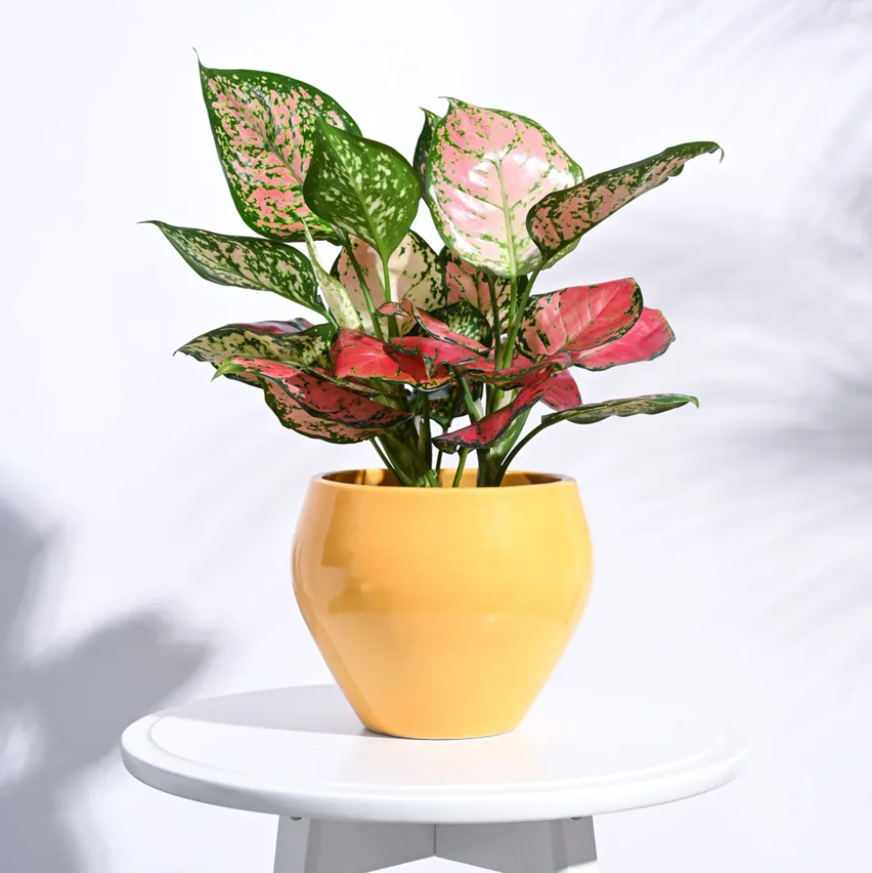 Apple Ceramic Pot (6.6 Inch Diameter)