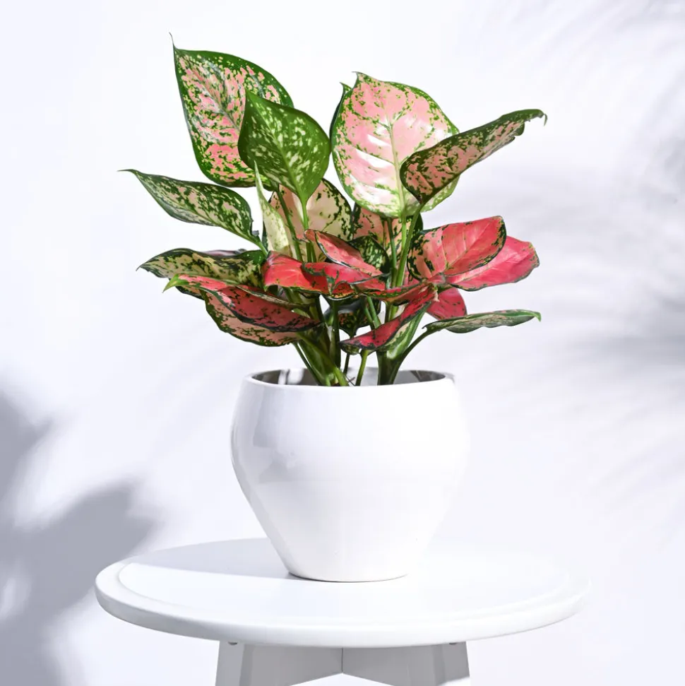Apple Ceramic Pot (6.6 Inch Diameter)