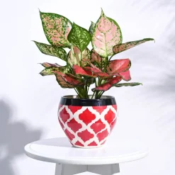 Apple Ceramic Pot (6.6 Inch Diameter)