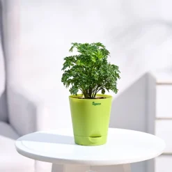 Aralia Golden Plant