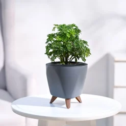Aralia Golden Plant