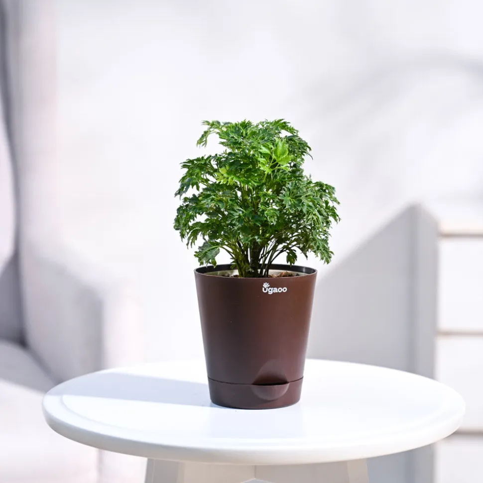 Aralia Golden Plant