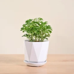 Aralia Golden Plant