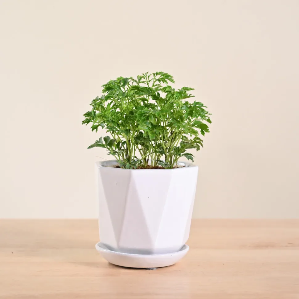 Aralia Golden Plant