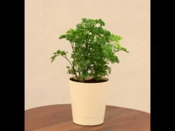 Aralia Golden Plant