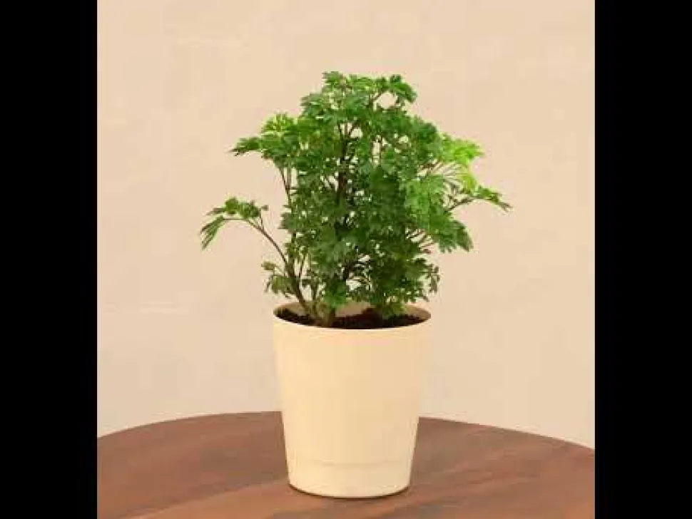 Aralia Golden Plant