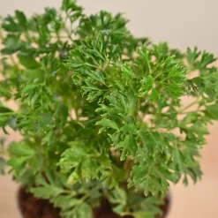 Aralia Golden Plant