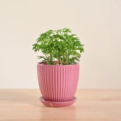Aralia Golden Plant