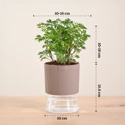 Aralia Golden Plant