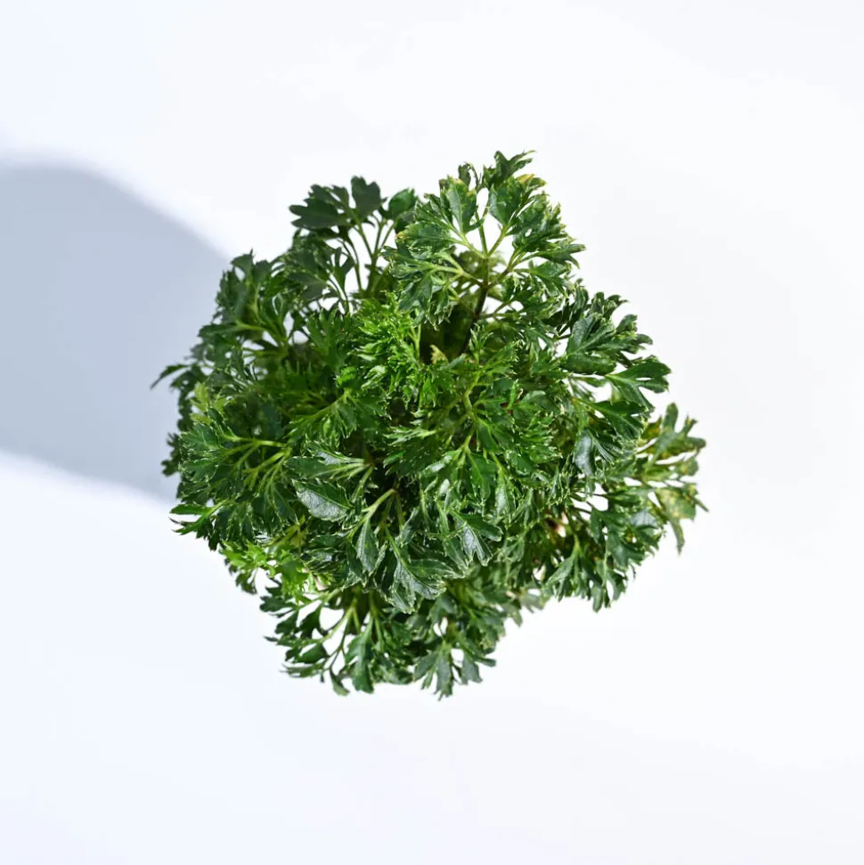 Aralia Golden Plant