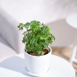 Aralia Golden Plant