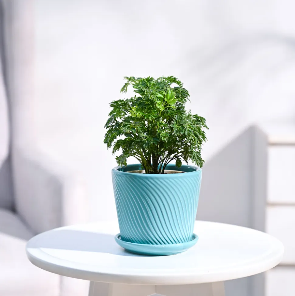 Aralia Golden Plant