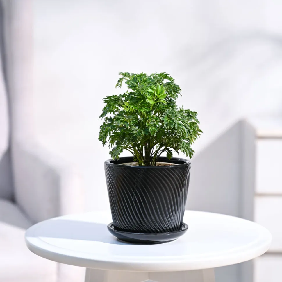 Aralia Golden Plant
