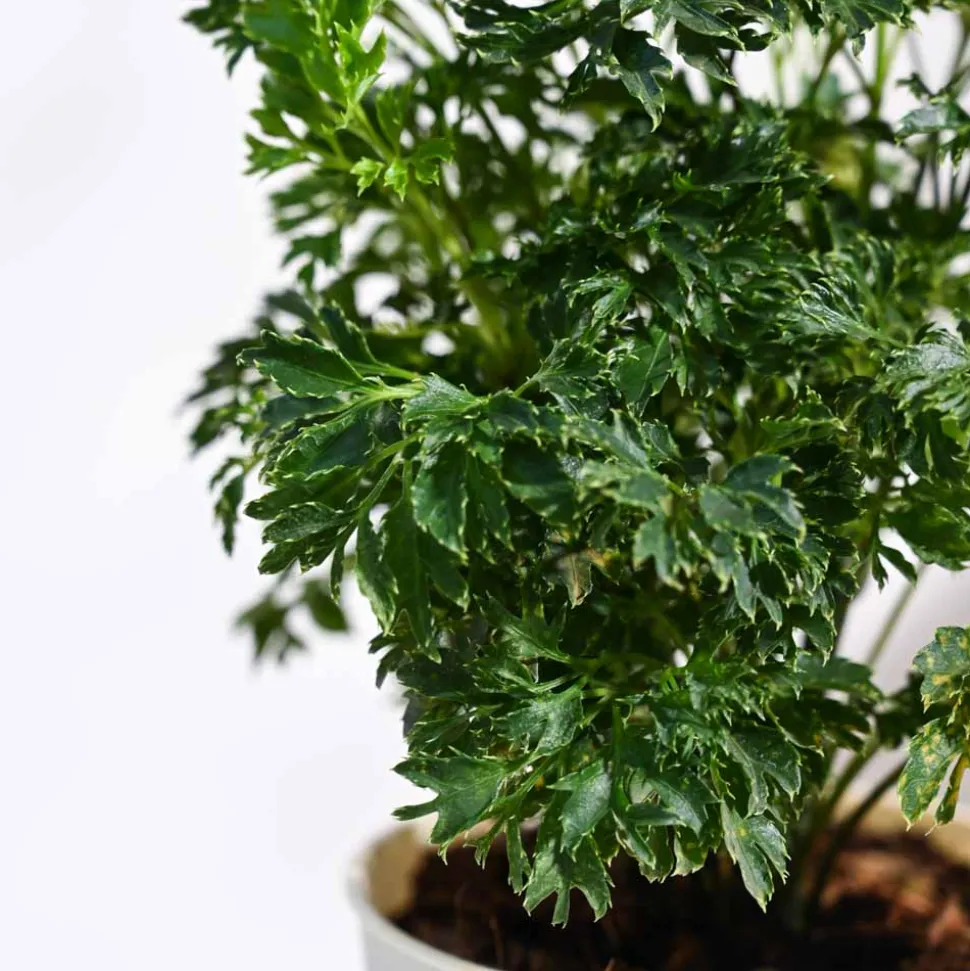 Aralia Golden Plant
