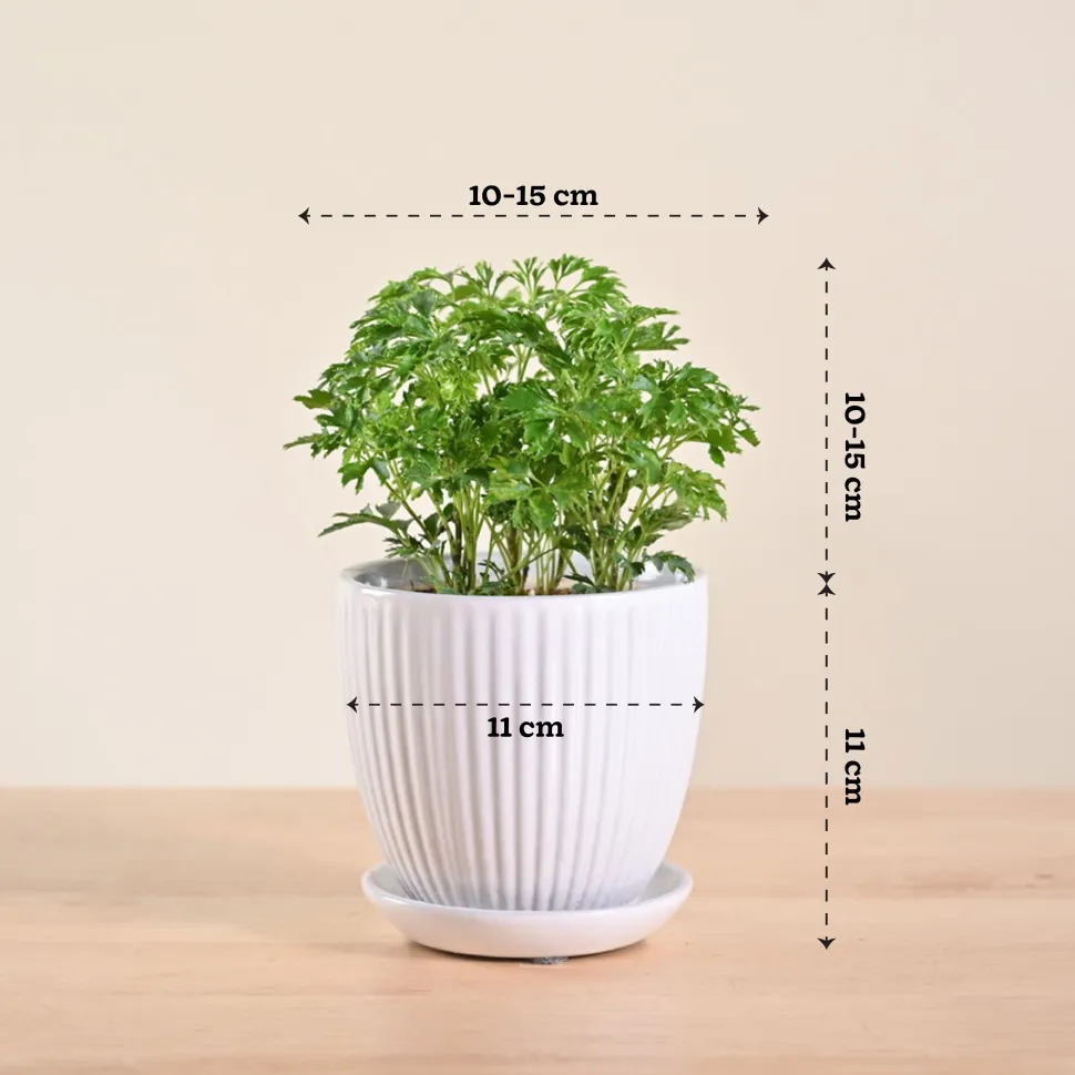 Aralia Golden Plant