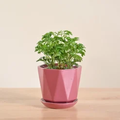 Aralia Golden Plant