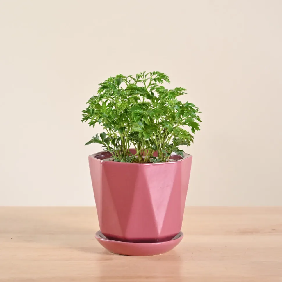 Aralia Golden Plant