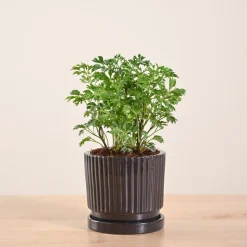 Aralia Golden Plant