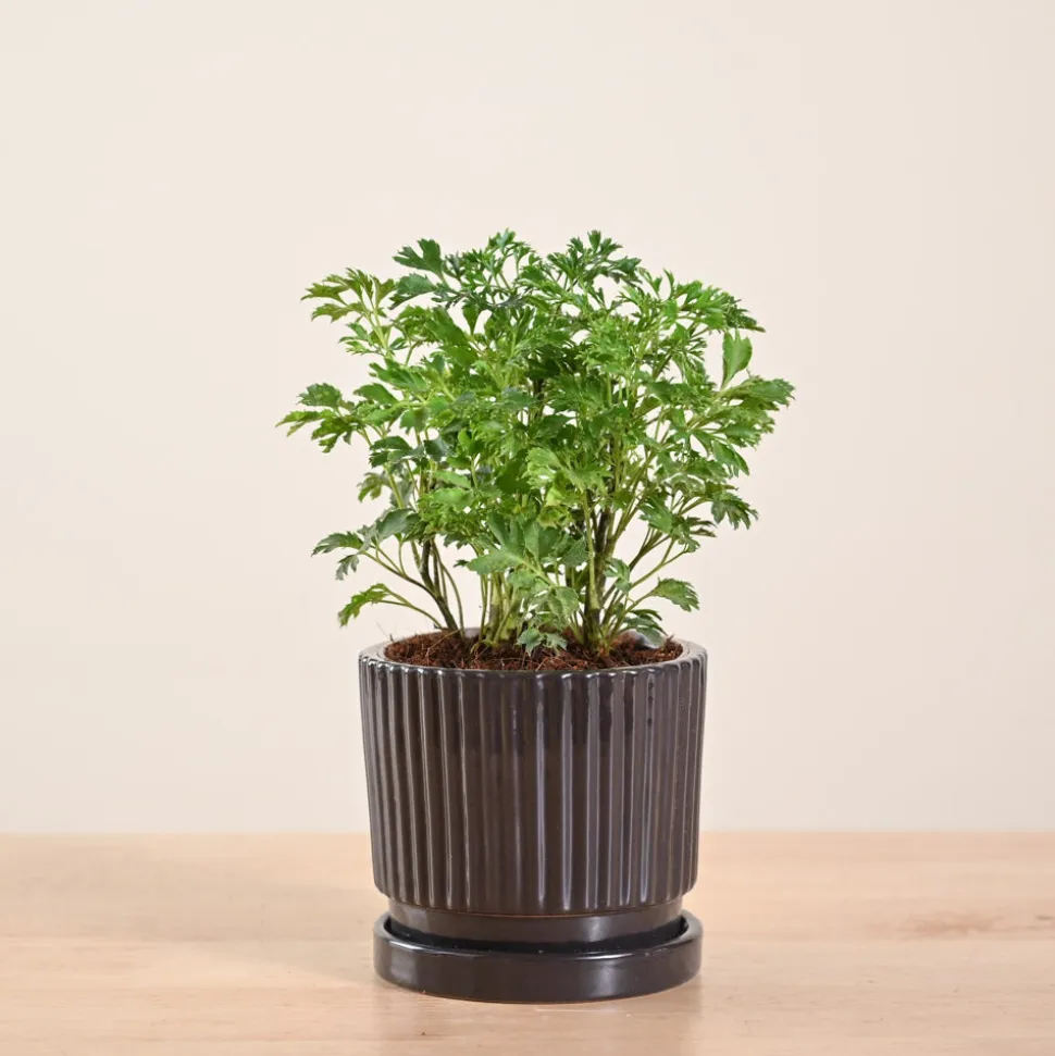 Aralia Golden Plant