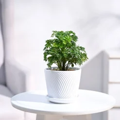 Aralia Golden Plant