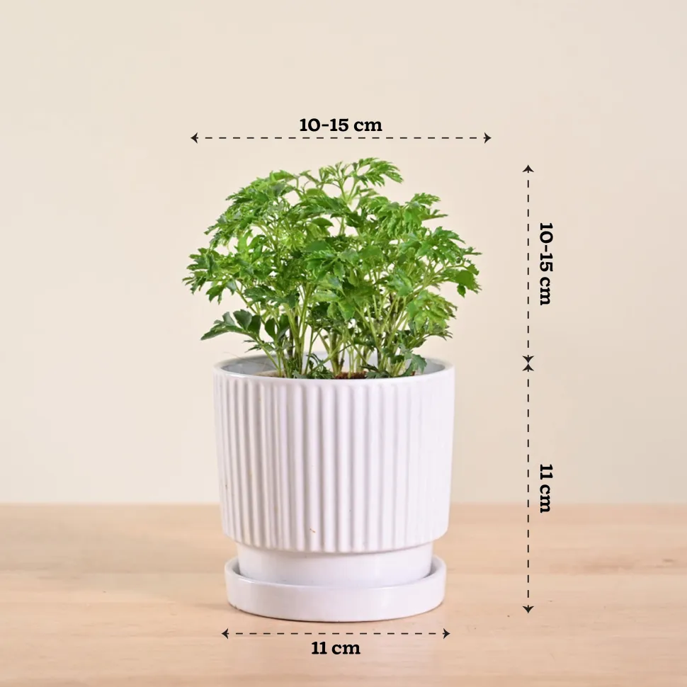 Aralia Golden Plant