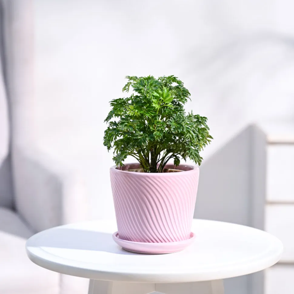 Aralia Golden Plant