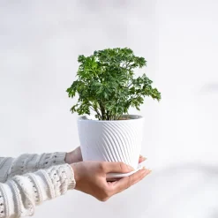 Aralia Golden Plant