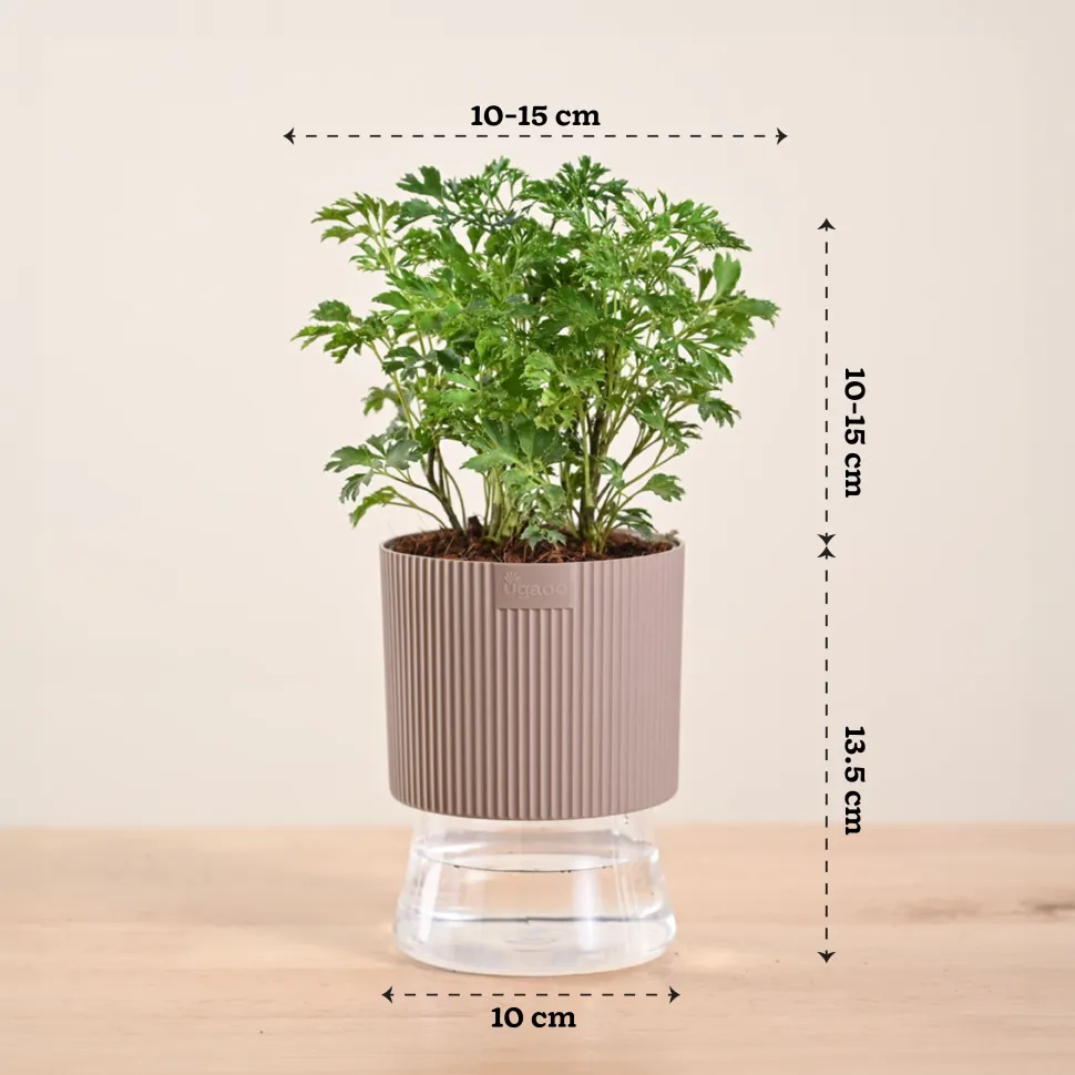 Aralia Golden Plant