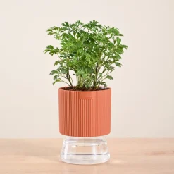 Aralia Golden Plant