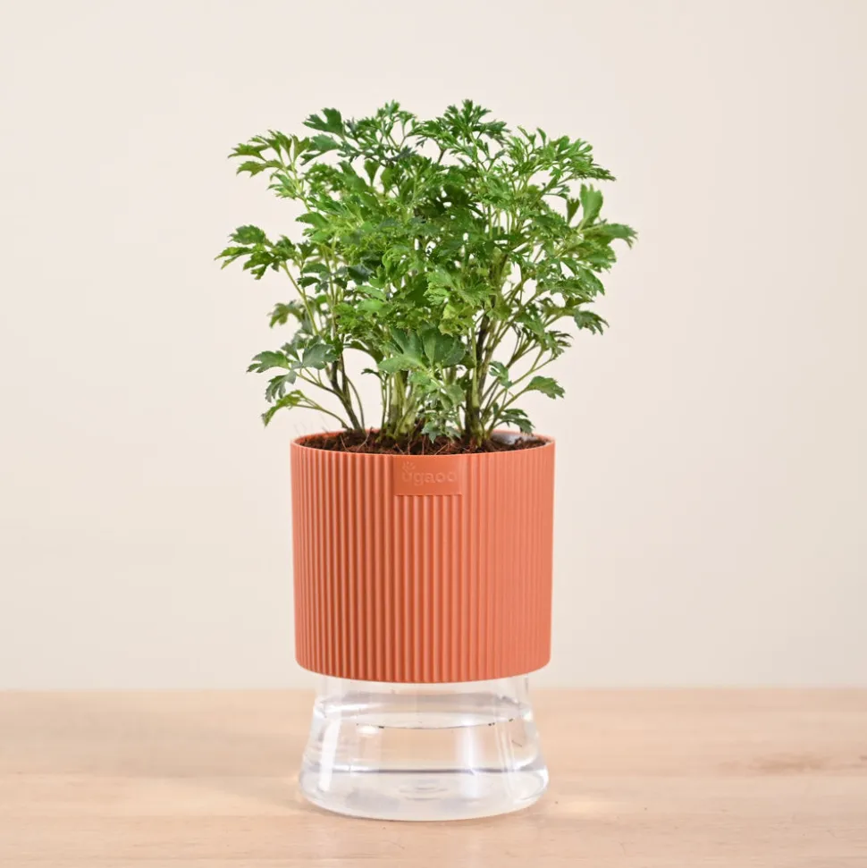 Aralia Golden Plant