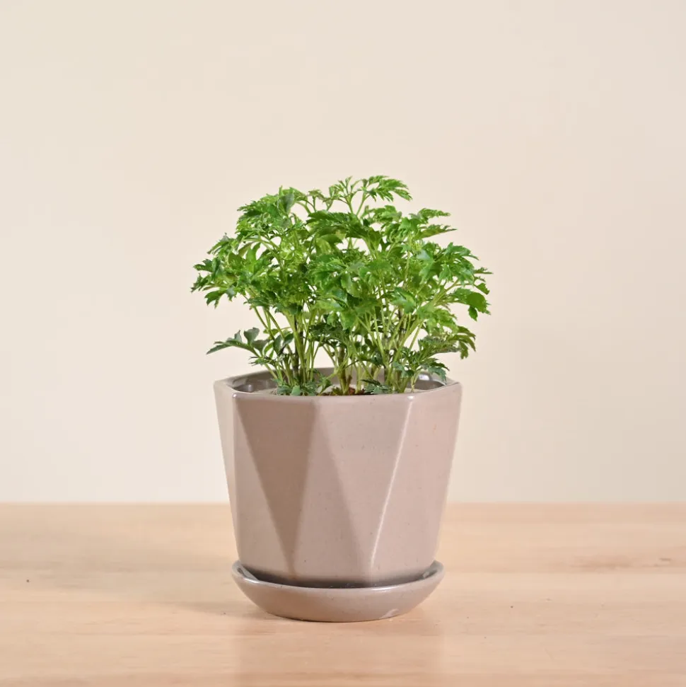 Aralia Golden Plant