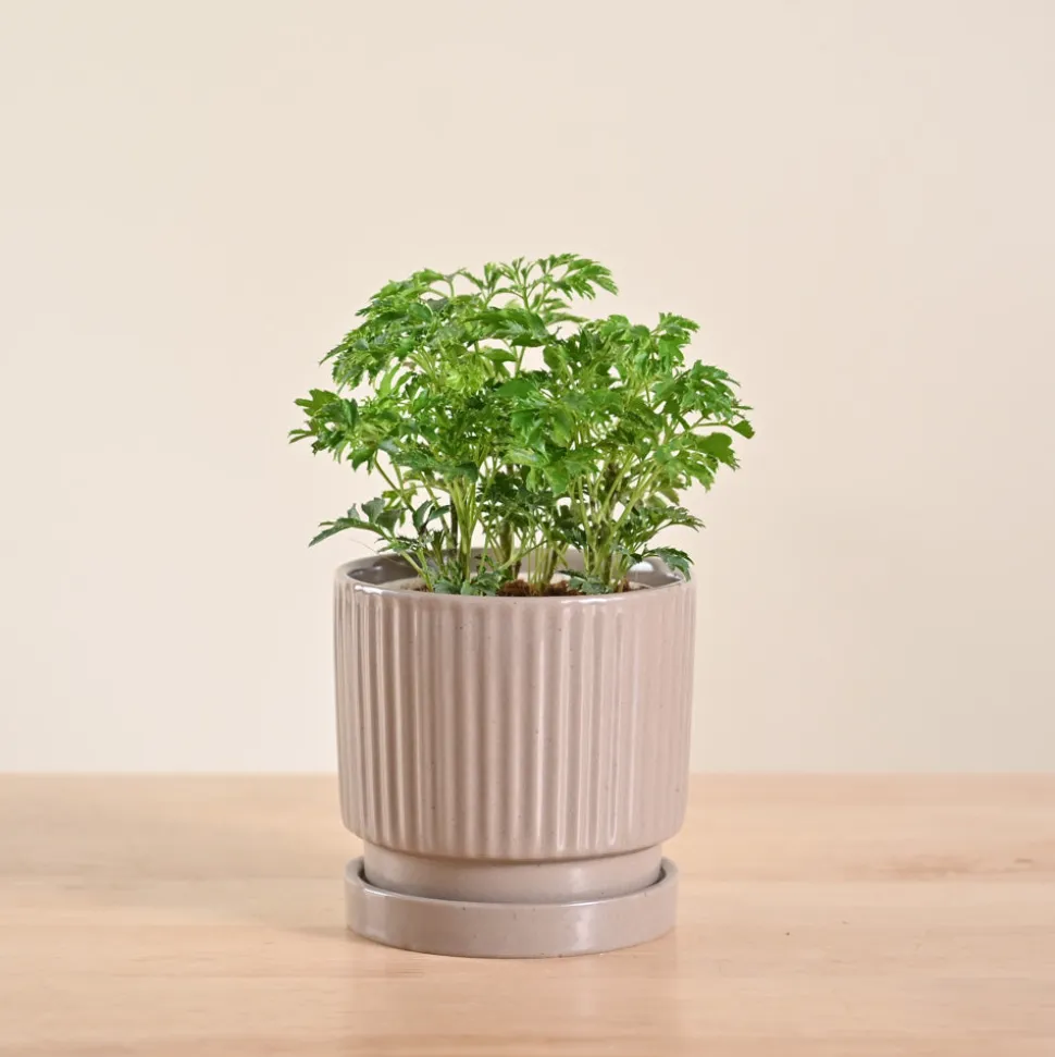 Aralia Golden Plant