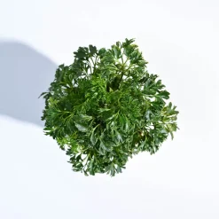 Aralia Golden Plant