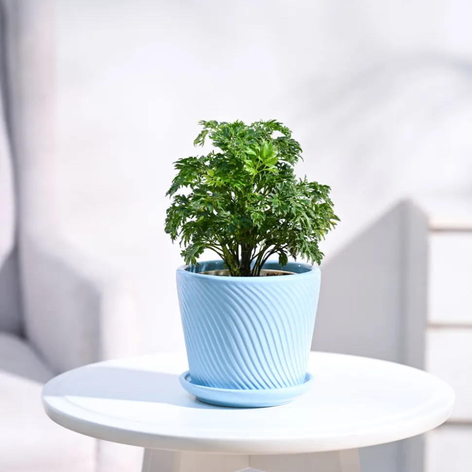 Aralia Golden Plant