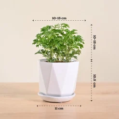 Aralia Golden Plant