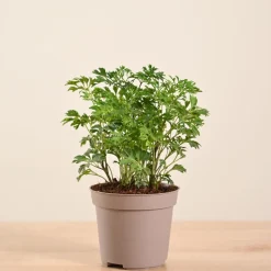 Aralia Golden Plant