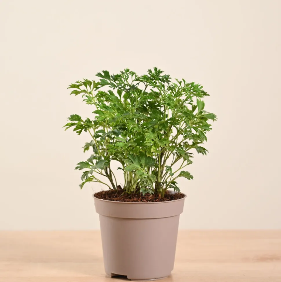 Aralia Golden Plant