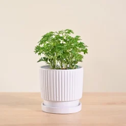 Aralia Golden Plant