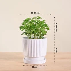 Aralia Golden Plant