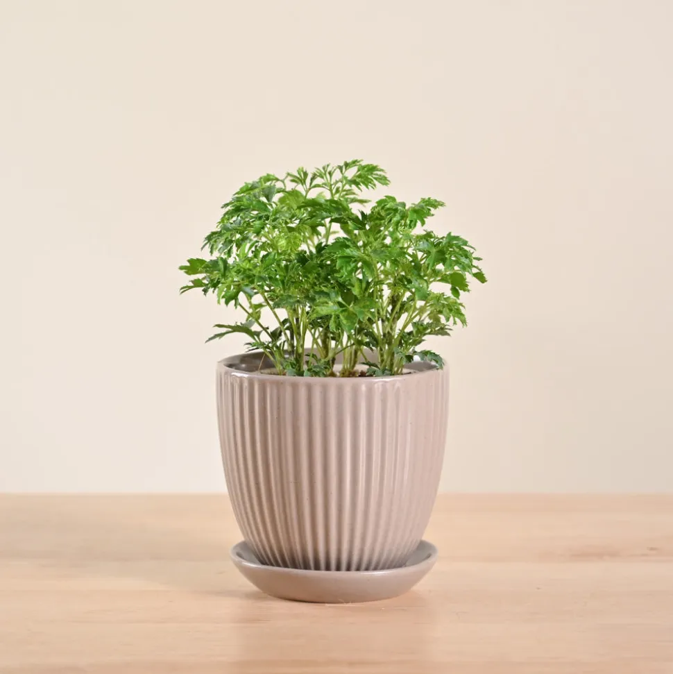Aralia Golden Plant
