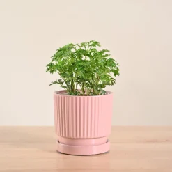 Aralia Golden Plant