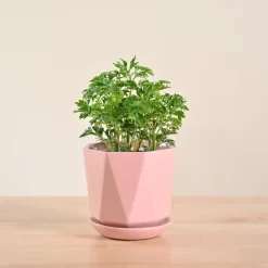 Aralia Golden Plant