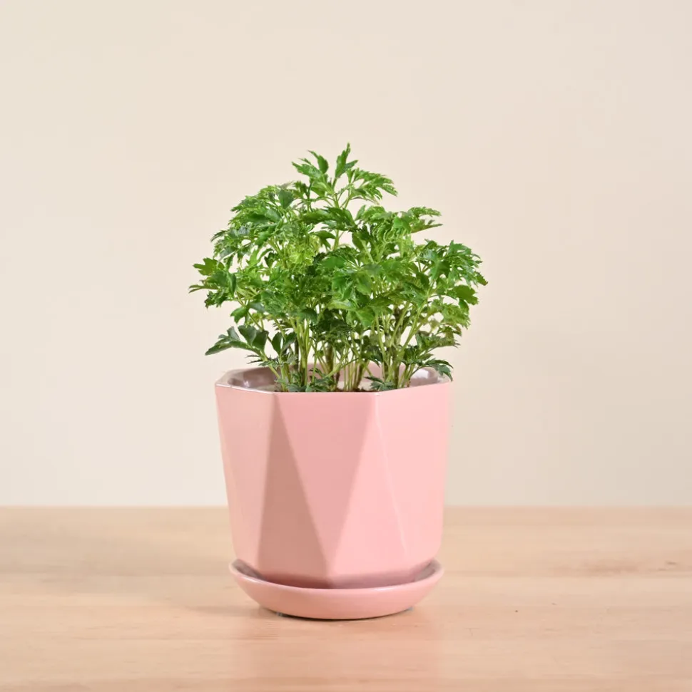 Aralia Golden Plant