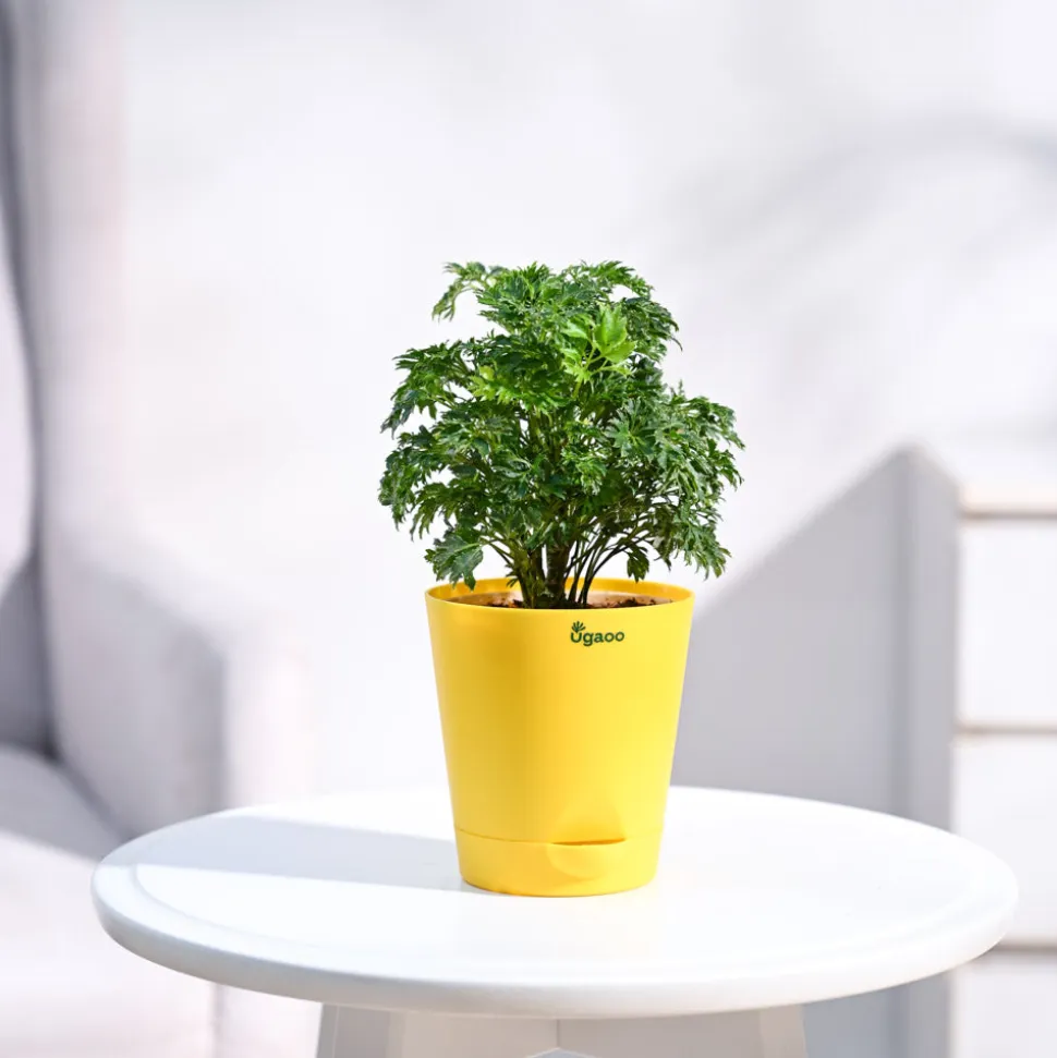 Aralia Golden Plant