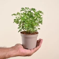 Aralia Golden Plant