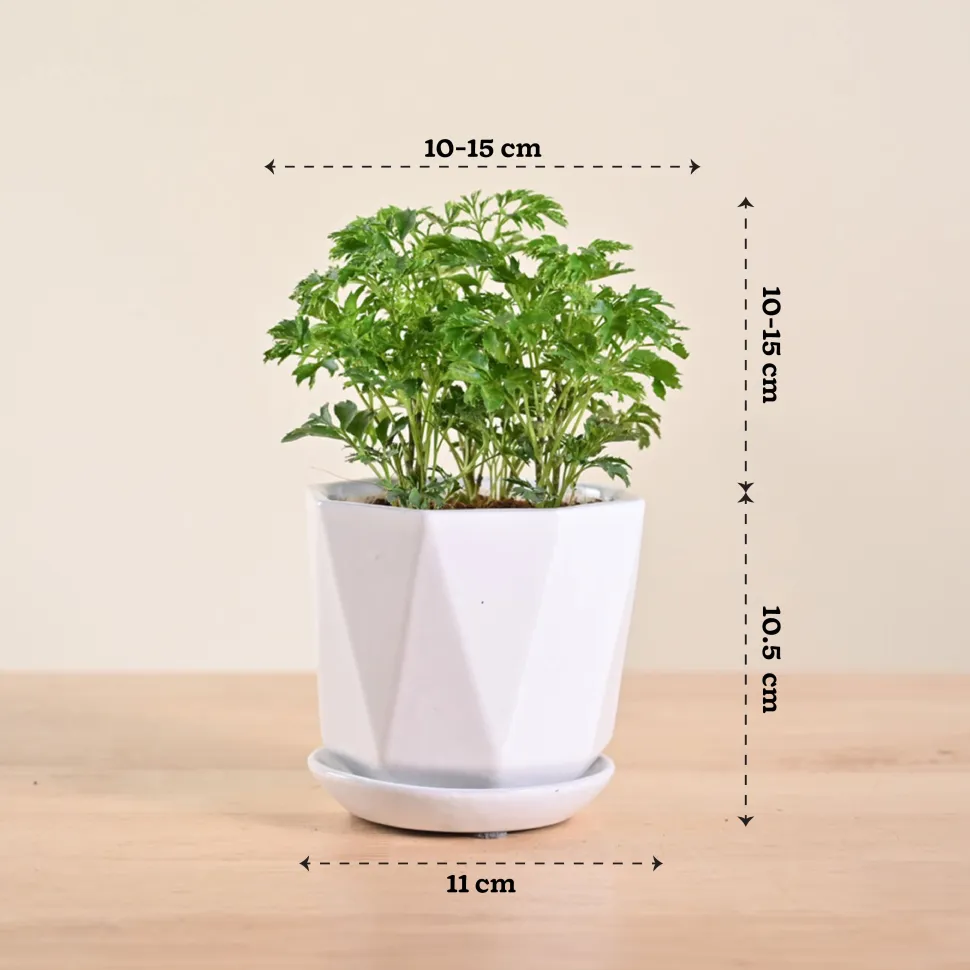 Aralia Golden Plant