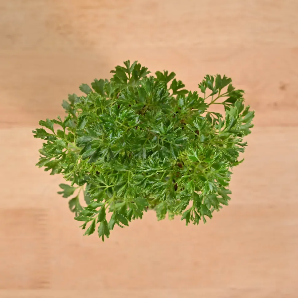 Aralia Golden Plant